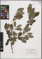Foto von Salix cinerea L.